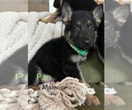 Puppy Pan German Shepherd Dog