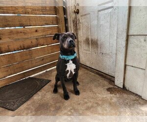 American Pit Bull Terrier-Unknown Mix Dogs for adoption in Shillington, PA, USA