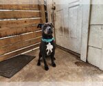 Small American Pit Bull Terrier Mix