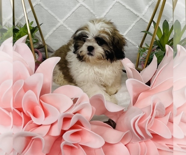 Medium Photo #4 Shih Tzu Puppy For Sale in CINCINNATI, OH, USA