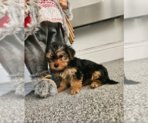 Yorkshire Terrier Puppy for sale in MALDEN, MA, USA