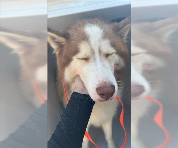 Medium Photo #1 Siberian Husky-Unknown Mix Puppy For Sale in Houston, TX, USA