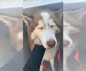 Siberian Husky-Unknown Mix Dogs for adoption in Houston, TX, USA