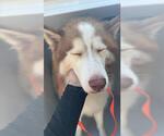 Small Siberian Husky Mix