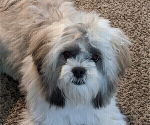 Father of the Shih Tzu puppies born on 12/28/2025