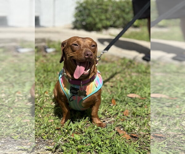 Medium Photo #4 Dachshund Puppy For Sale in Fruitland, SC, USA