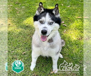 Siberian Husky Dogs for adoption in Irvine, CA, USA