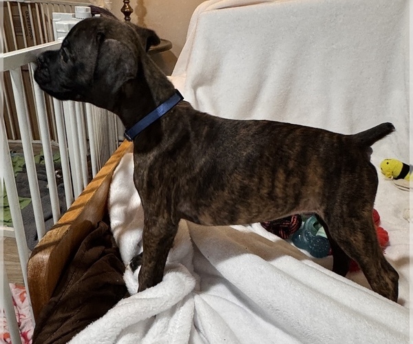 Medium Photo #5 Boxer Puppy For Sale in LANSING, MI, USA