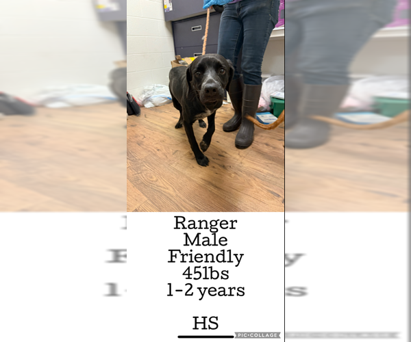 Medium Photo #1 Labrador Retriever-Unknown Mix Puppy For Sale in Plainfield, IL, USA