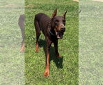 Small #3 Doberman Pinscher