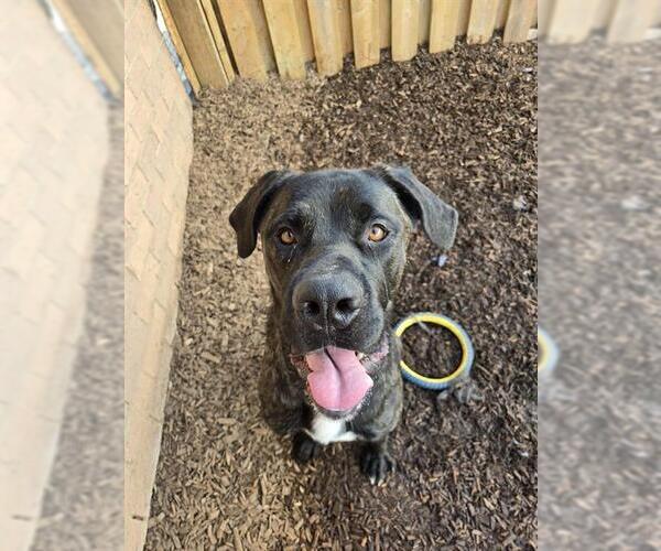 Medium Photo #1 Mutt Puppy For Sale in London, Ontario, Canada