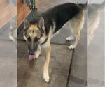 Small #1 German Shepherd Dog