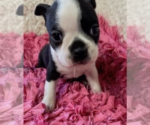 Boston Terrier Puppy for sale in CRKD RVR RNCH, OR, USA