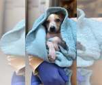 Small #1 Jack Russell Terrier Mix