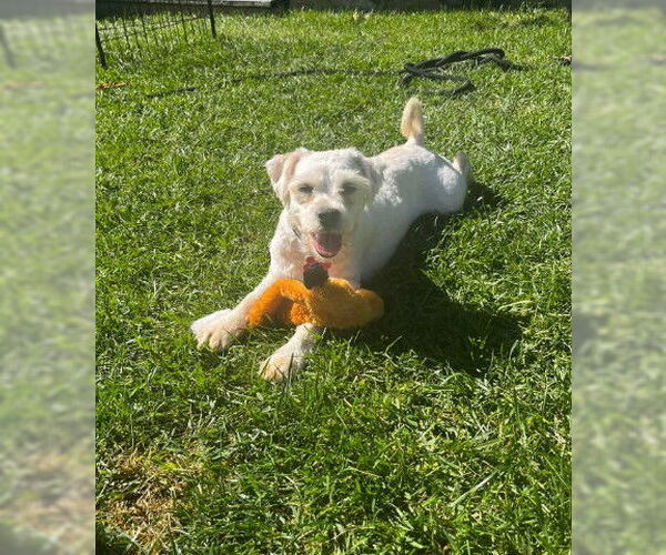 Medium Photo #3 Poodle (Miniature)-Wheaten Terrier Mix Puppy For Sale in San Diego, CA, USA