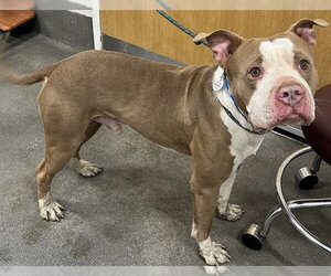 Mutt Dogs for adoption in Forestville, MD, USA