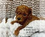 Puppy Poppy Poodle (Toy)