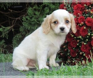 Cavachon Puppy for sale in HONEY BROOK, PA, USA