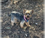 Small Photo #5 Maltese-Unknown Mix Puppy For Sale in St. Louis Park, MN, USA