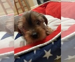 Small Photo #25 Yorkshire Terrier Puppy For Sale in RANCHO CORDOVA, CA, USA