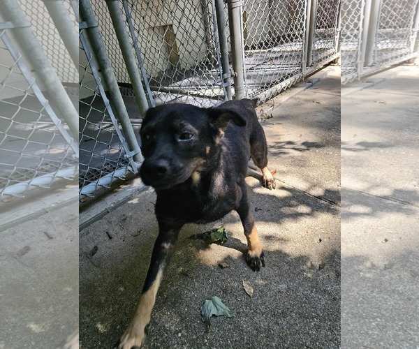 Medium Photo #3 Beagle-Unknown Mix Puppy For Sale in Frenchburg, KY, USA