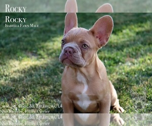 French Bulldog Puppy for Sale in WHITEWATER, Colorado USA