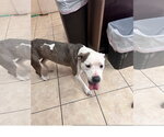 Small #2 Mutt