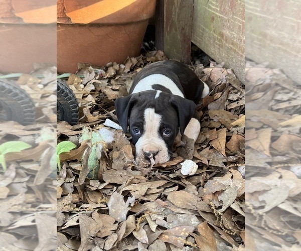 Medium Photo #17 Boxer Puppy For Sale in JACKSON, TN, USA