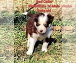Small #12 Border Collie