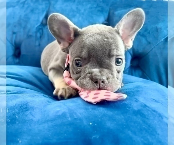 Medium Photo #3 French Bulldog Puppy For Sale in FRESNO, CA, USA