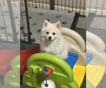 Small #6 Pomsky