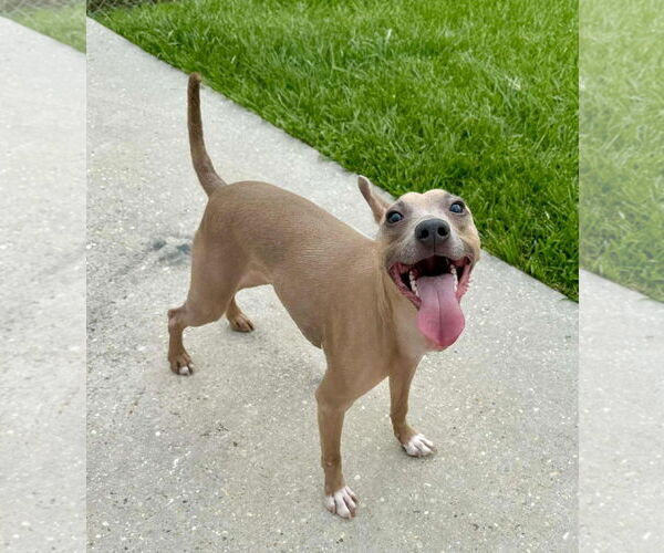 Medium Photo #3 American Pit Bull Terrier-Unknown Mix Puppy For Sale in Oakhurst, NJ, USA