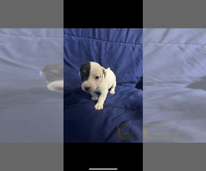 Jack Russell Terrier Puppy for sale in CRITTENDEN, KY, USA