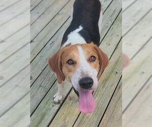 Mutt Dogs for adoption in Murfreesboro, NC, USA