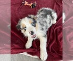 Small Photo #12 Australian Shepherd Puppy For Sale in LEBANON, IN, USA