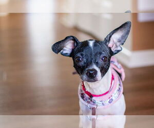 Chihuahua-Unknown Mix Dogs for adoption in Mundelein, IL, USA