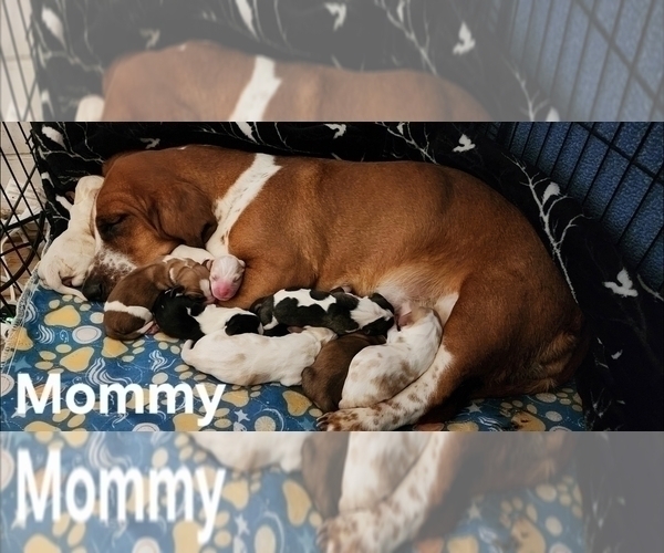 Medium Photo #1 Basset Hound Puppy For Sale in SANFORD, NC, USA
