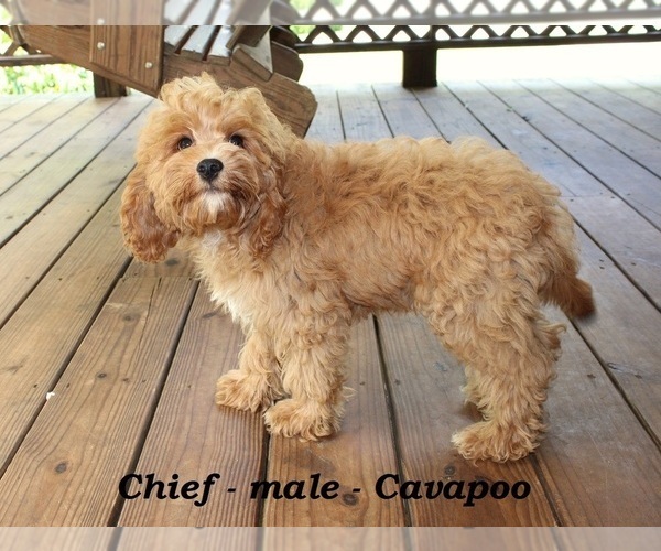 Medium Photo #3 Cavapoo Puppy For Sale in CLARKRANGE, TN, USA