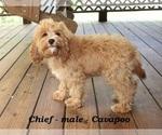 Small Photo #3 Cavapoo Puppy For Sale in CLARKRANGE, TN, USA