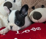 Small #1 Faux Frenchbo Bulldog