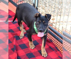 Mutt Dogs for adoption in Rockaway, NJ, USA
