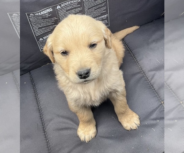 Medium Photo #11 Golden Retriever Puppy For Sale in MEMPHIS, MO, USA
