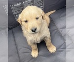 Small #10 Golden Retriever