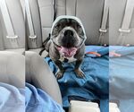 Small #1 American Pit Bull Terrier