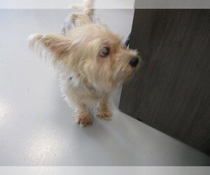 Mutt Dogs for adoption in Ocala, FL, USA