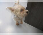 Small Mutt