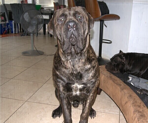 Medium Photo #1 Cane Corso Puppy For Sale in SAINT AUGUSTINE, FL, USA