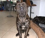 Small Photo #1 Cane Corso Puppy For Sale in SAINT AUGUSTINE, FL, USA