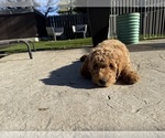 Small #1 Goldendoodle