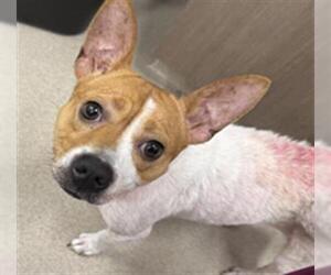 Pembroke Welsh Corgi-Unknown Mix Dogs for adoption in Baytown, TX, USA